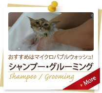 シャンプー・グルーミング Shampoo / Grooming