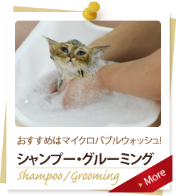 シャンプー・グルーミング Shampoo / Grooming