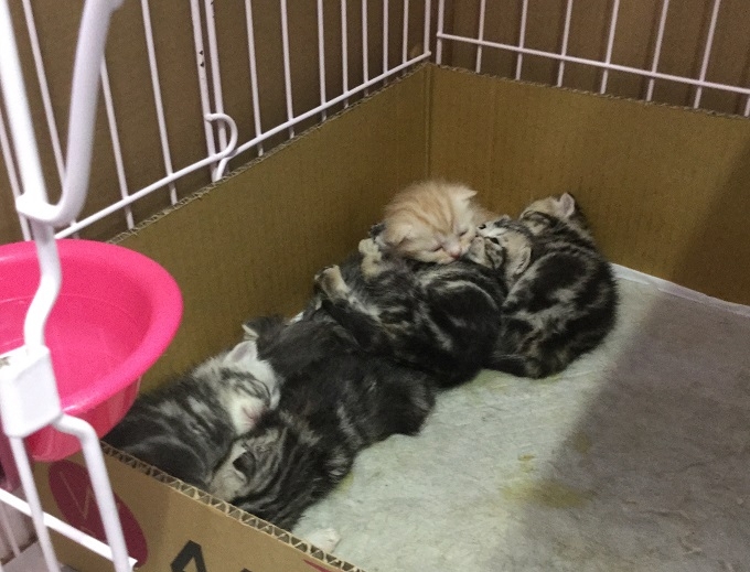 【猫のしつけ・猫グルーミング】津島市のCatCoin_かわいい赤ちゃんが産まれました